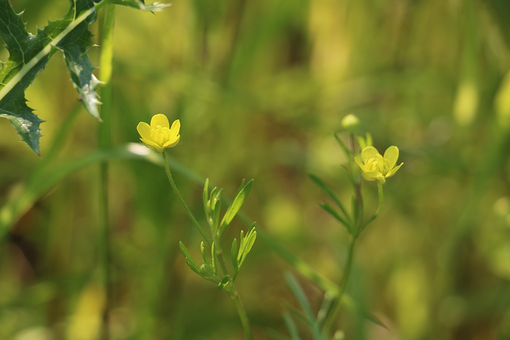
          Renoncule des champs (Ranunculus arvensis)