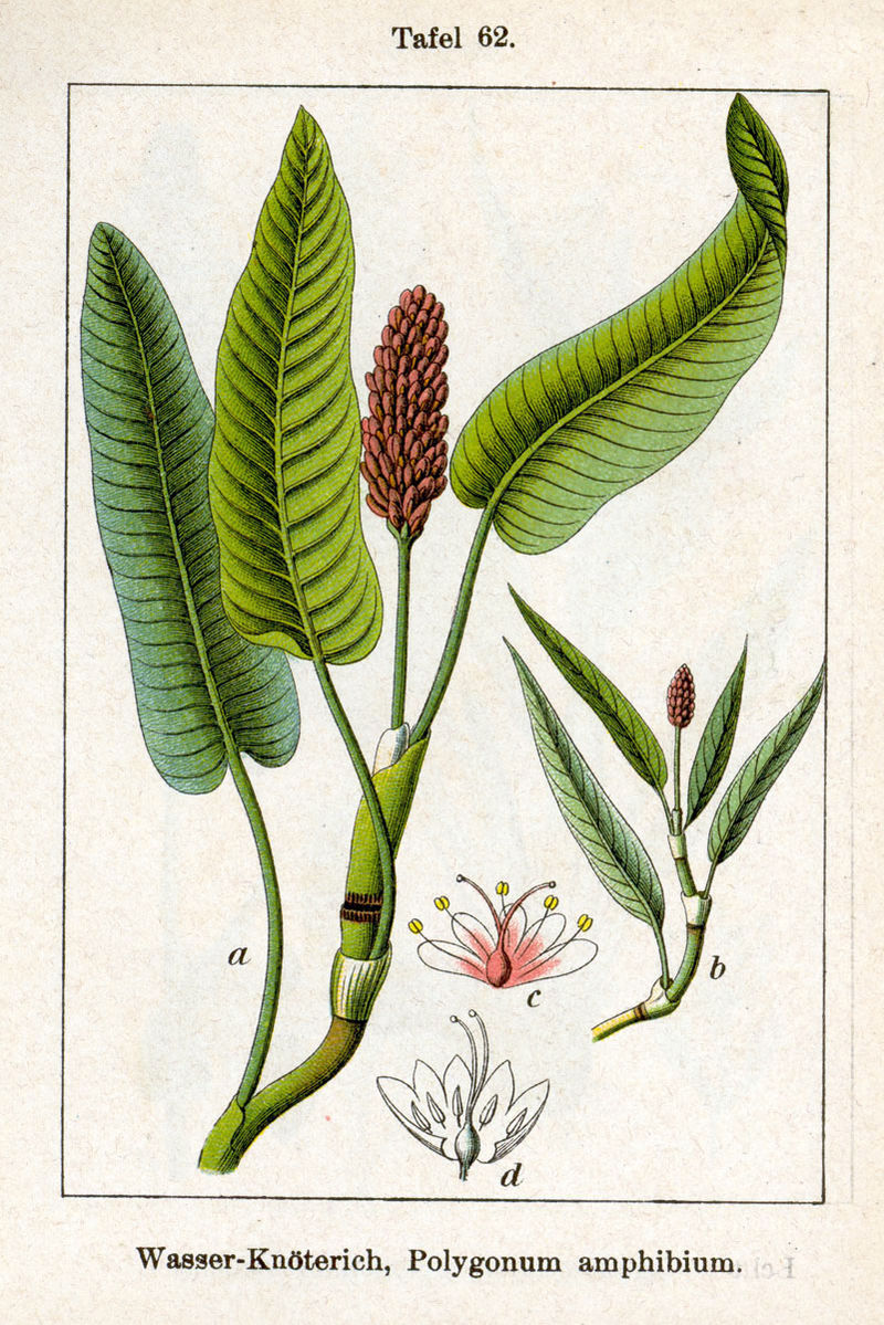 
          Renouée amphibie