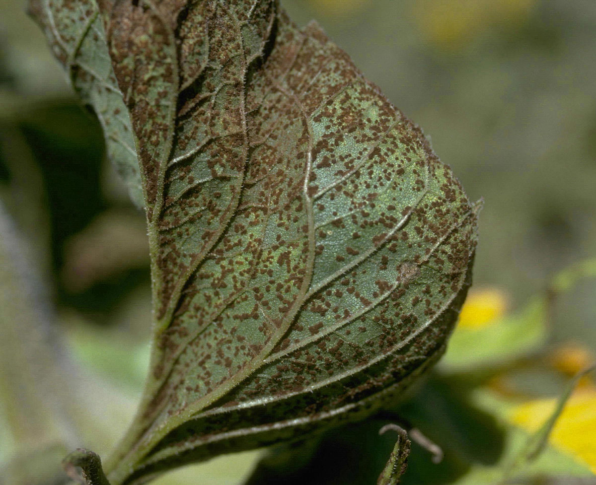 
          Rouille noire du tournesol (Puccinia helianthi)