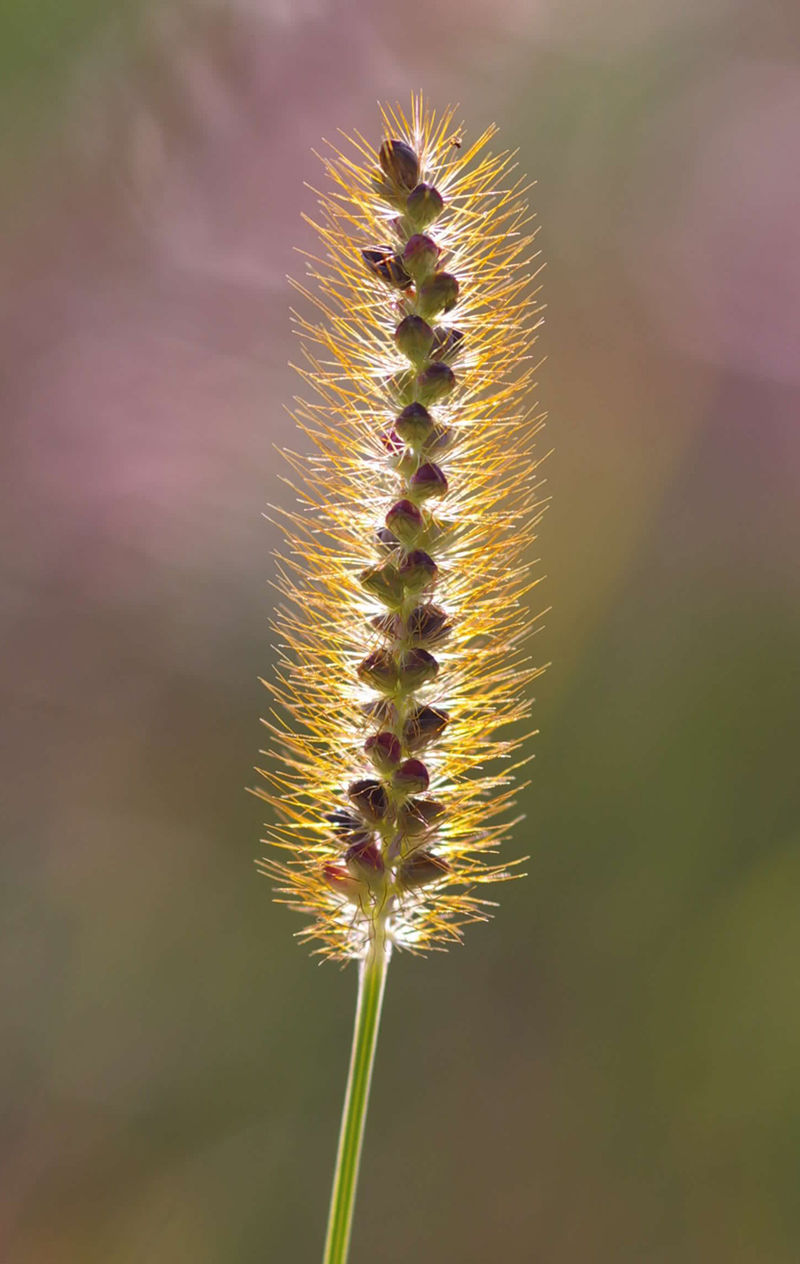 
          Sétaire glauque (Setaria glauca)