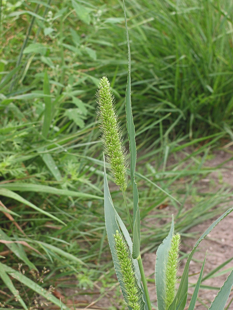 
          Sétaire verte 