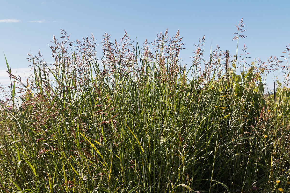 
          Sorgho d'Alep (Sorghum halepense)