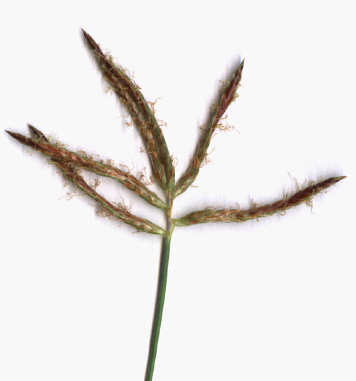 
          Souchet rond (Cyperus rotundus)
