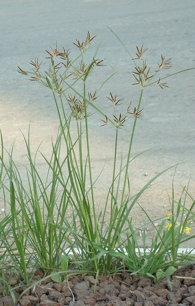 
          Souchet rond (Cyperus rotundus)