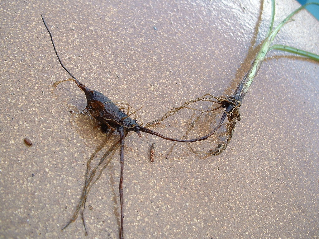 
          Souchet rond (Cyperus rotundus)