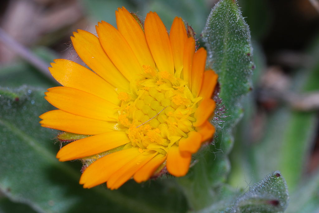 
          Souci des champs (calendula arvensis)