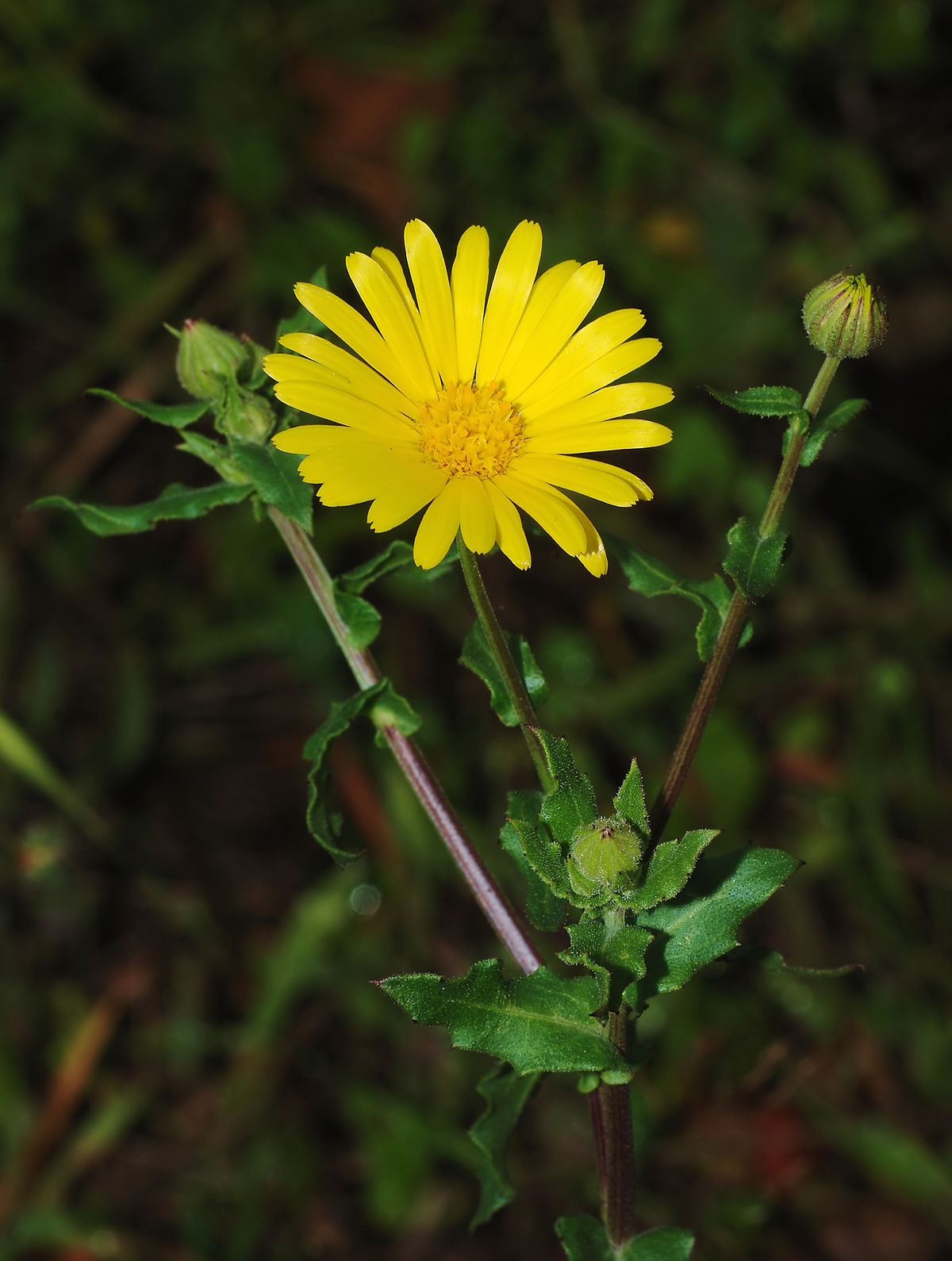 
          Souci des champs (calendula arvensis)