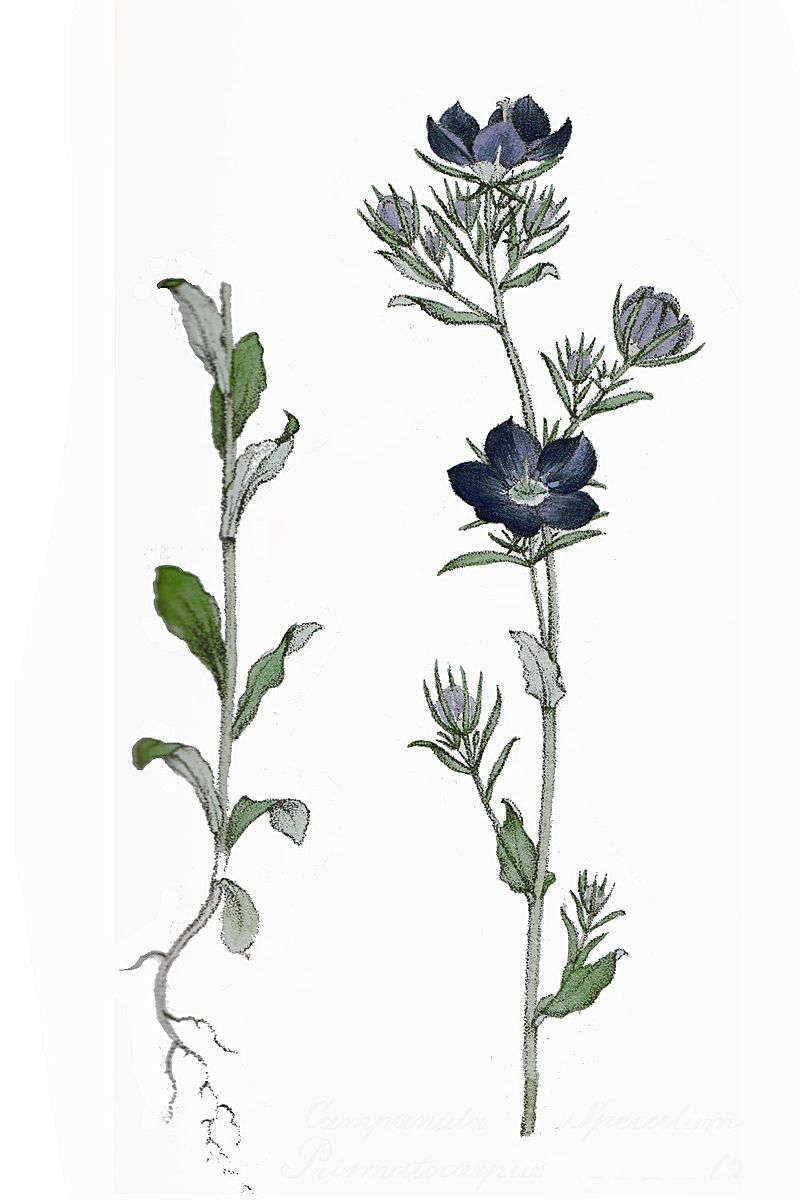 
          Spéculaire miroir de Vénus:  une magnifique plante à fleurs bleu violacé