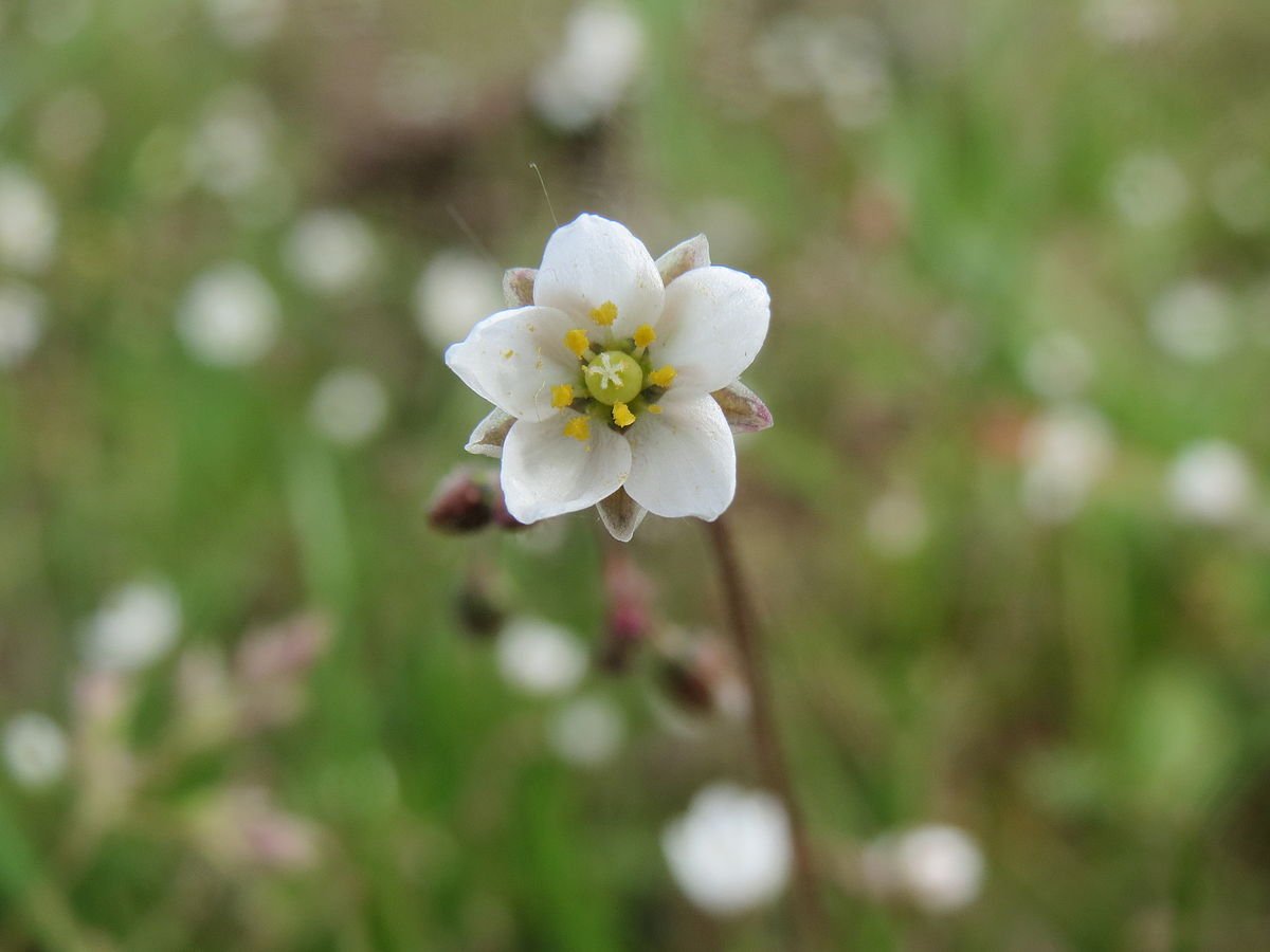 
          Spergula arvensis, la Spergule des champs, Spargoute des champs