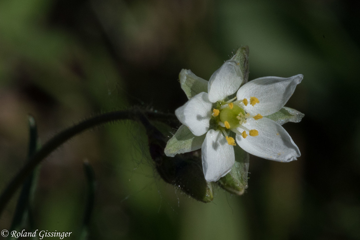 
          Spergula arvensis, la Spergule des champs, Spargoute des champs