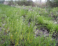 
          Thlaspi arvense / Tabouret des champs 