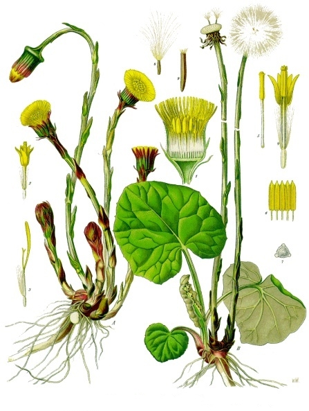 
          Tussilage (Tussilago farfara)