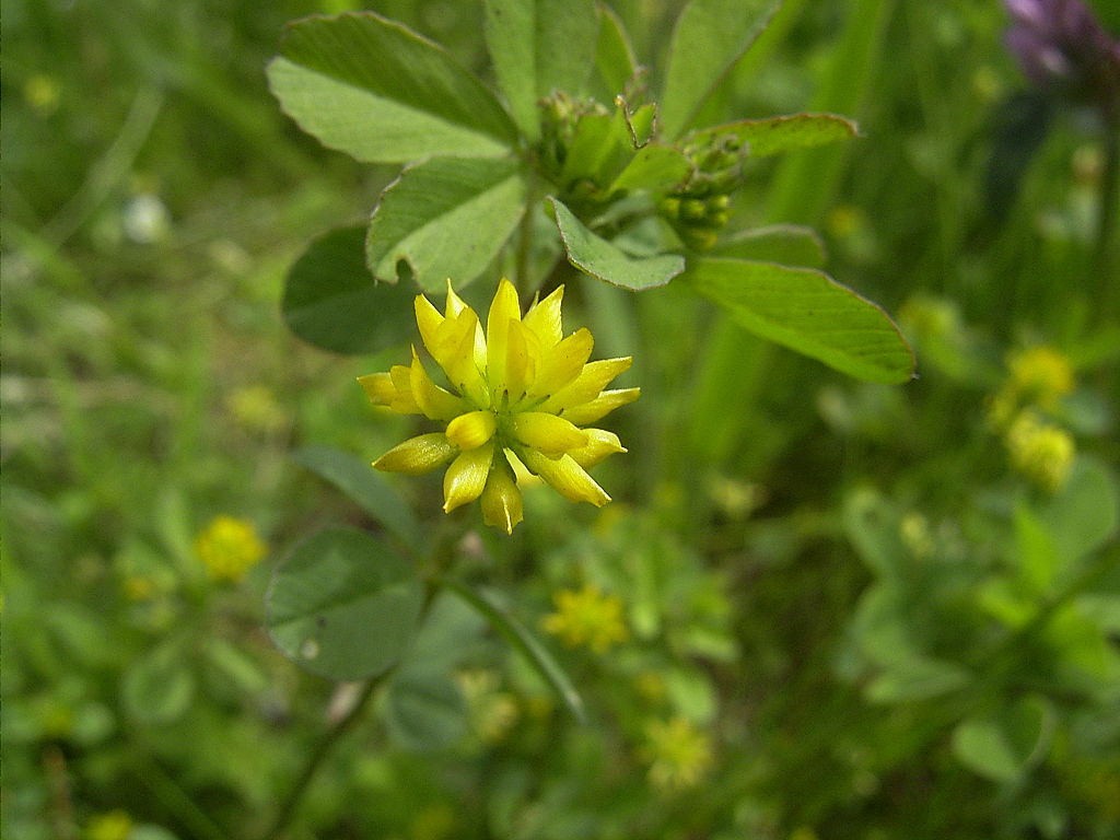 
          Trèfle jaune (Trifolium dubium)