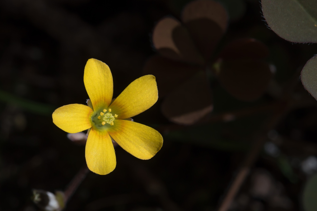 
          Trèfle jaune (Trifolium dubium)