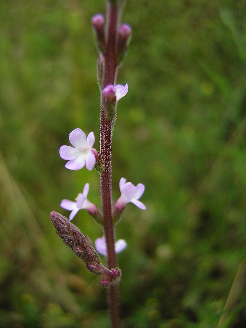 
          Verveine officinale - La Veine de Vénus