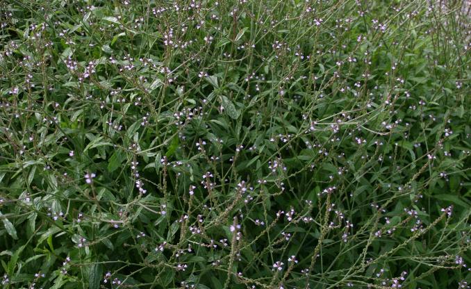 
          Verveine officinale - La Veine de Vénus