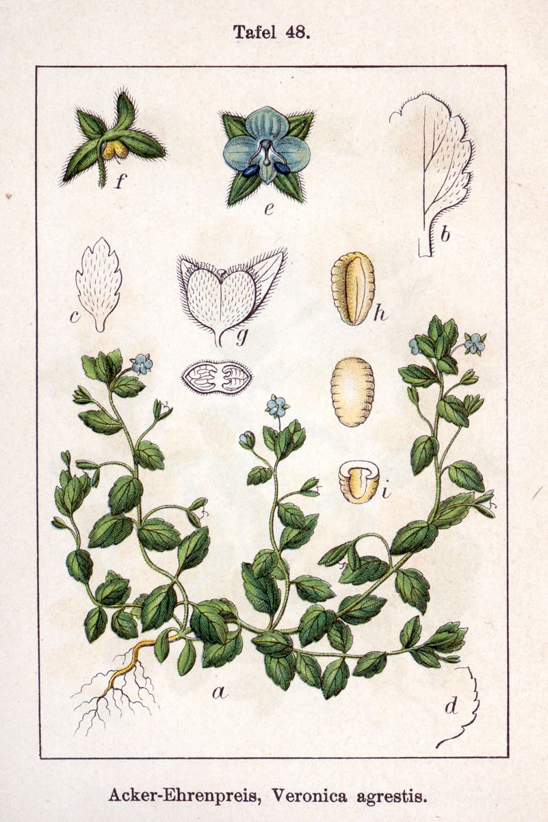 
          Véronique agreste (Veronica agrestis)