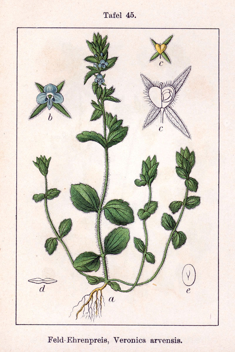 
          Véronique des champs (Veronica arvensis)