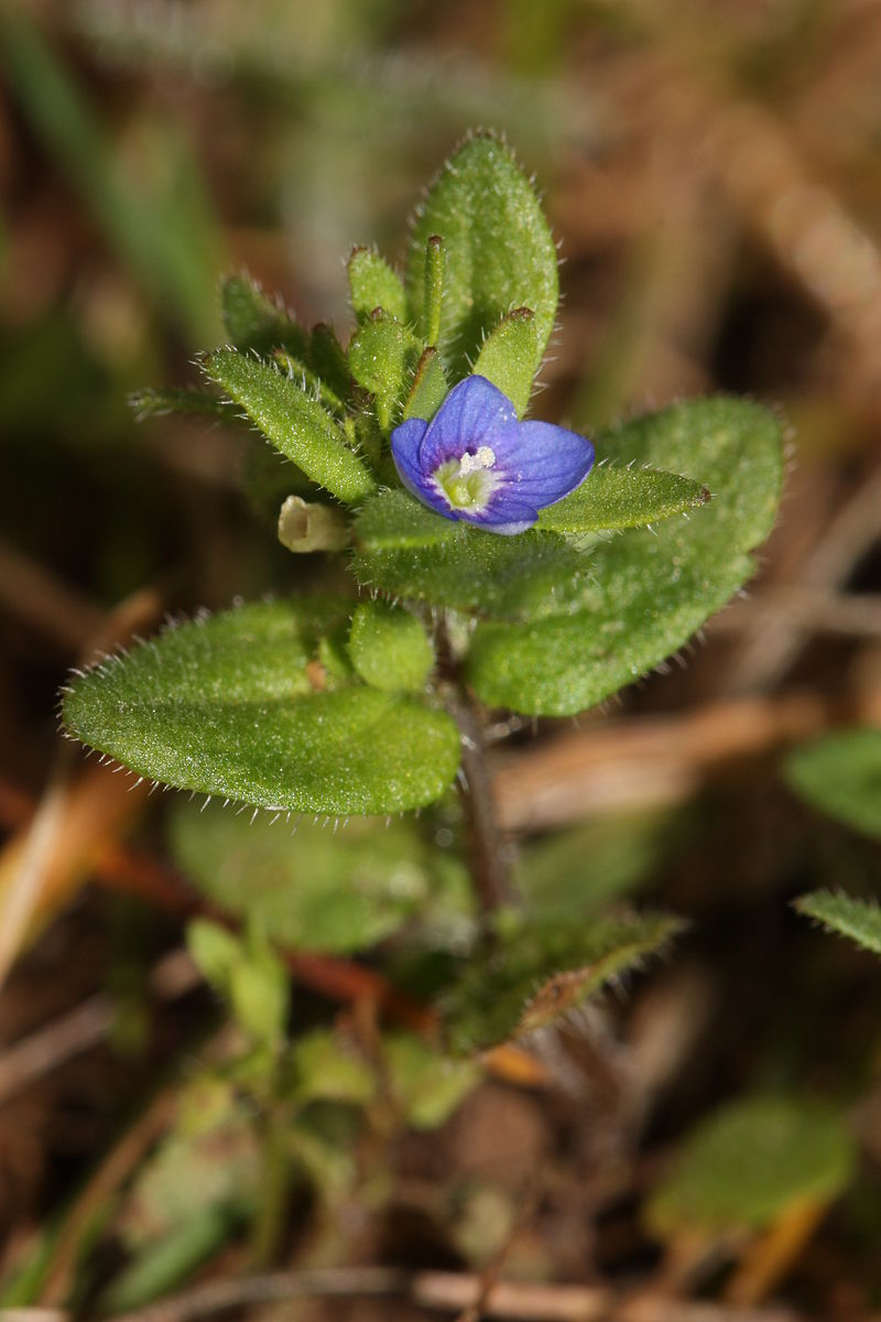 
          Véronique des champs (Veronica arvensis)