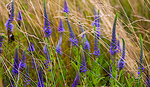 
          Véronique des champs (Veronica arvensis)