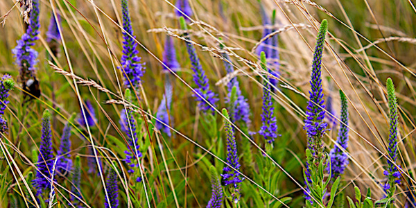 
          Véronique des champs (Veronica arvensis)