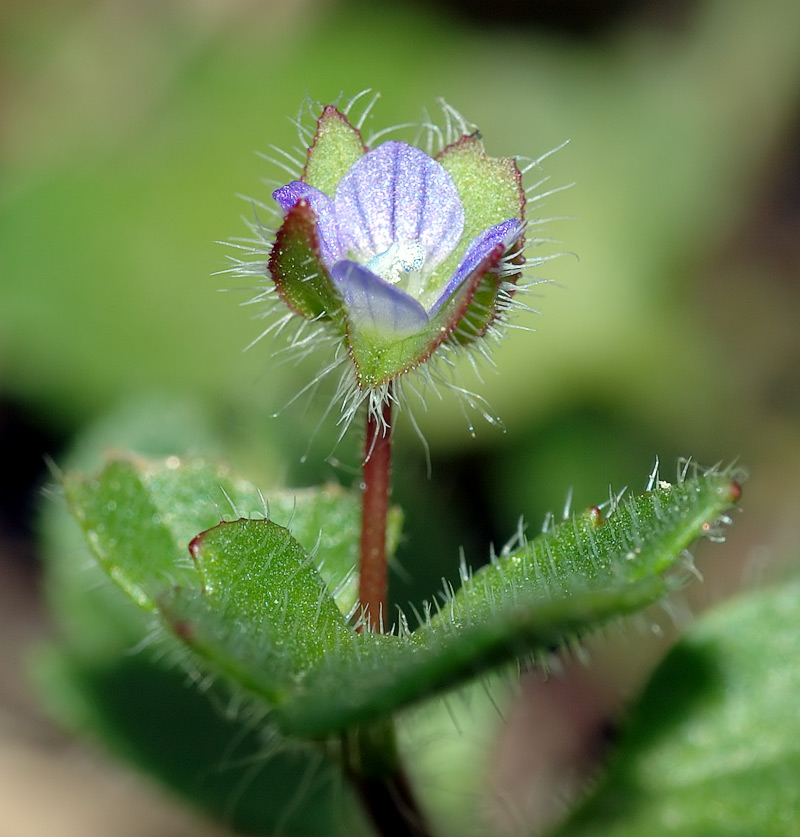 
          Véronique à feuilles de lierre (Veronica hederifolia)