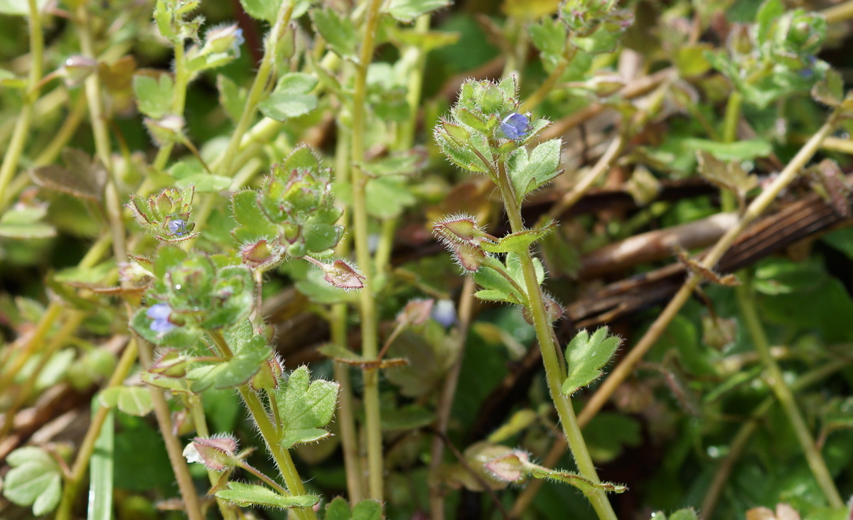 
          Véronique à feuilles de lierre (Veronica hederifolia)