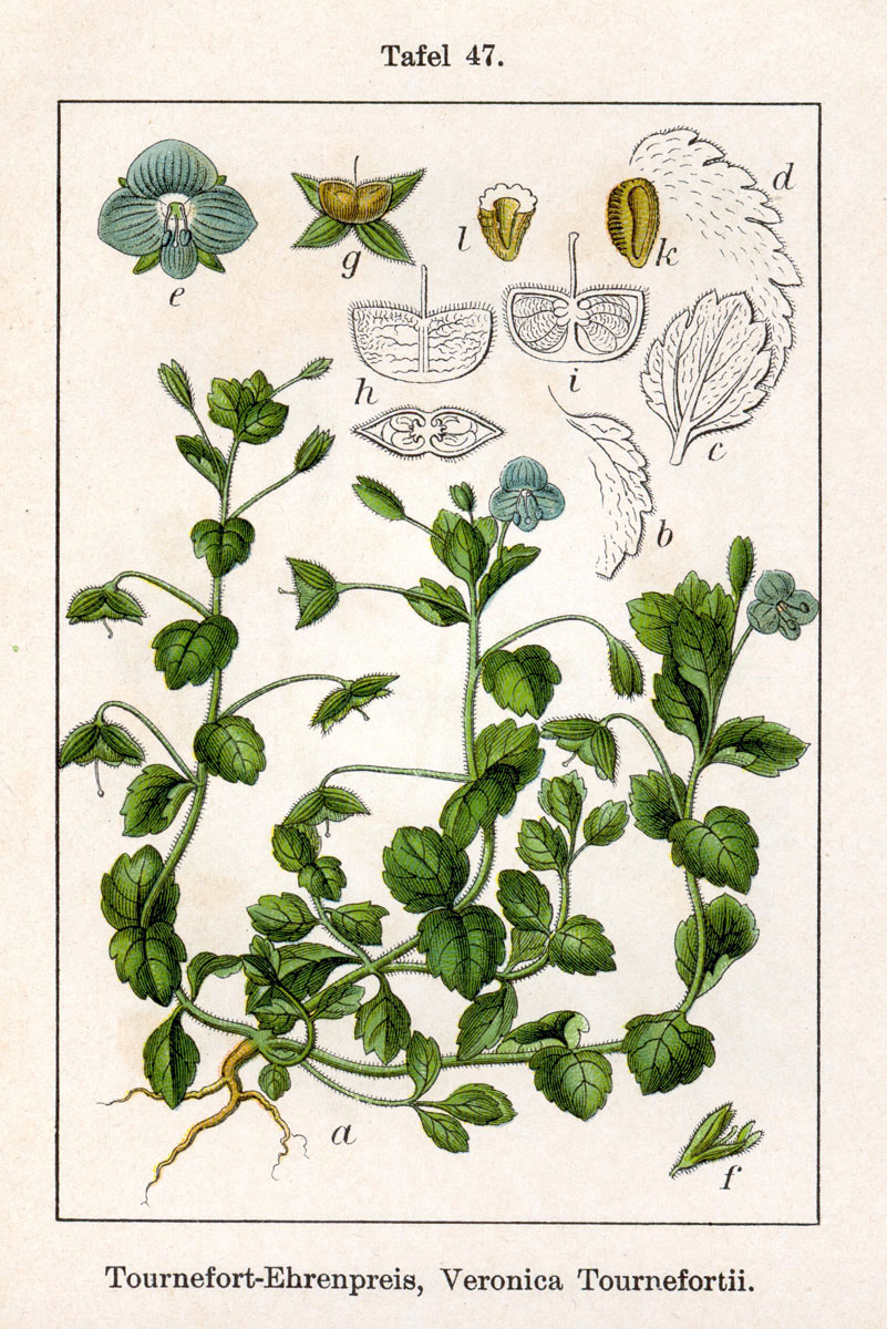 
          Véronique de Perse (Veronica persica)