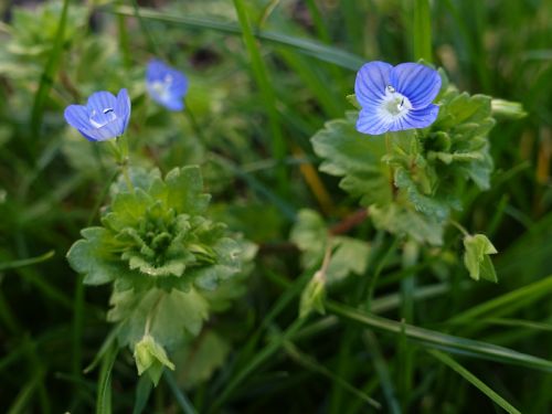 
          Véronique de Perse (Veronica persica)