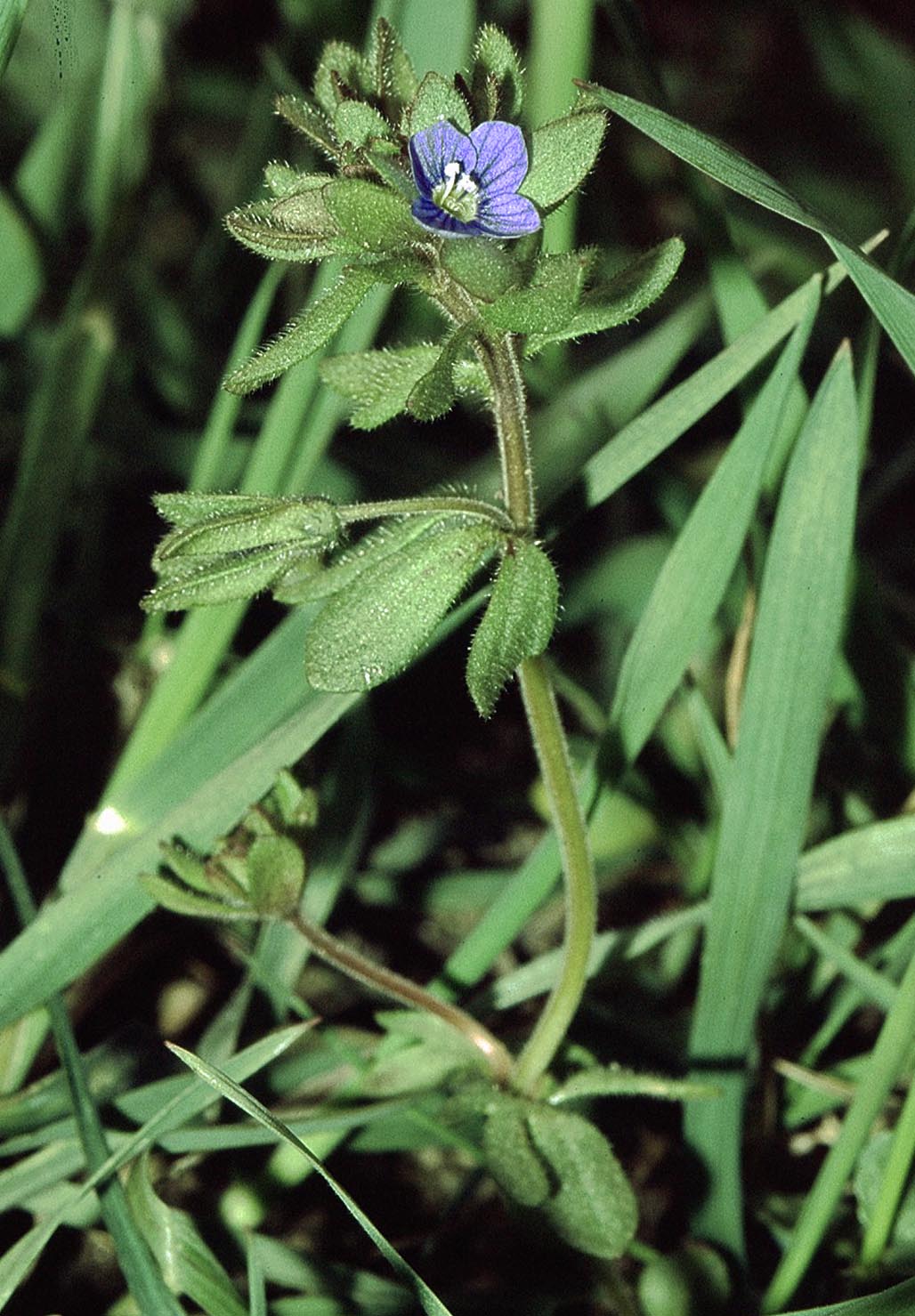 
          Véronique à feuilles trilobées - La véronique du doigts