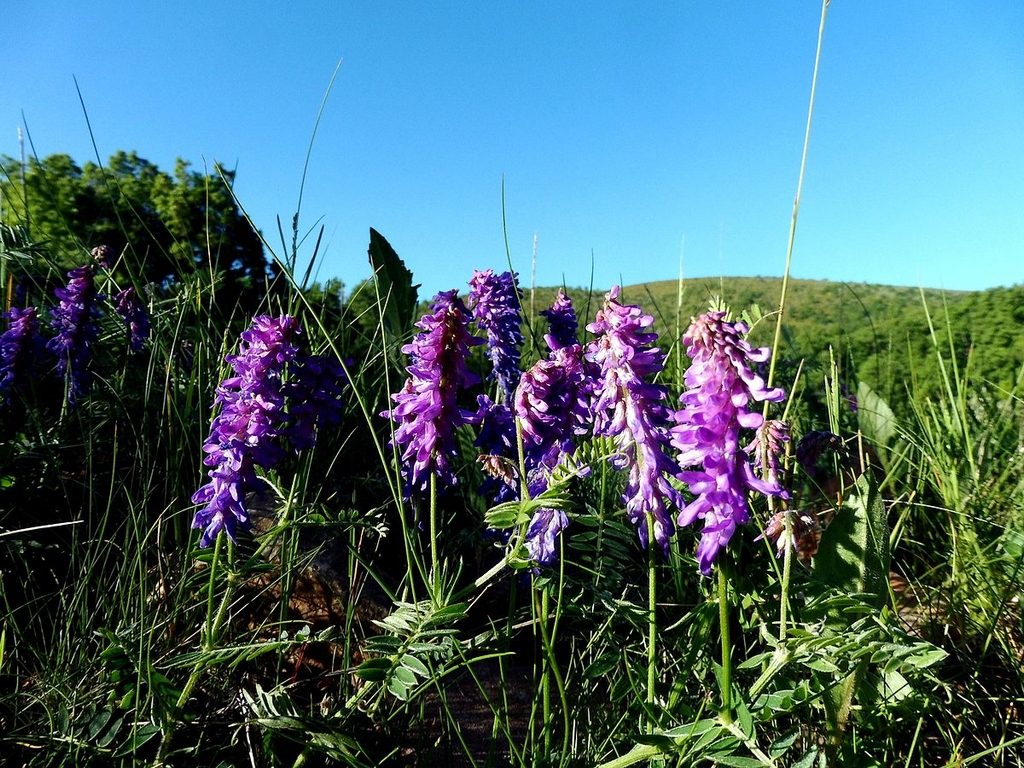 
           Vicia sativa - La Vesce commune