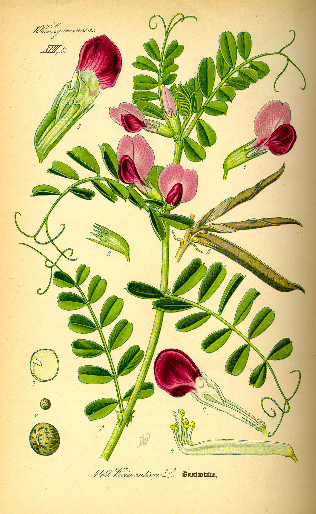 
          Vicia sativa - La Vesce commune