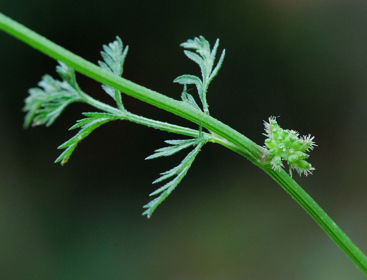 
          Le Torilis noueux (Torilis nodosa)