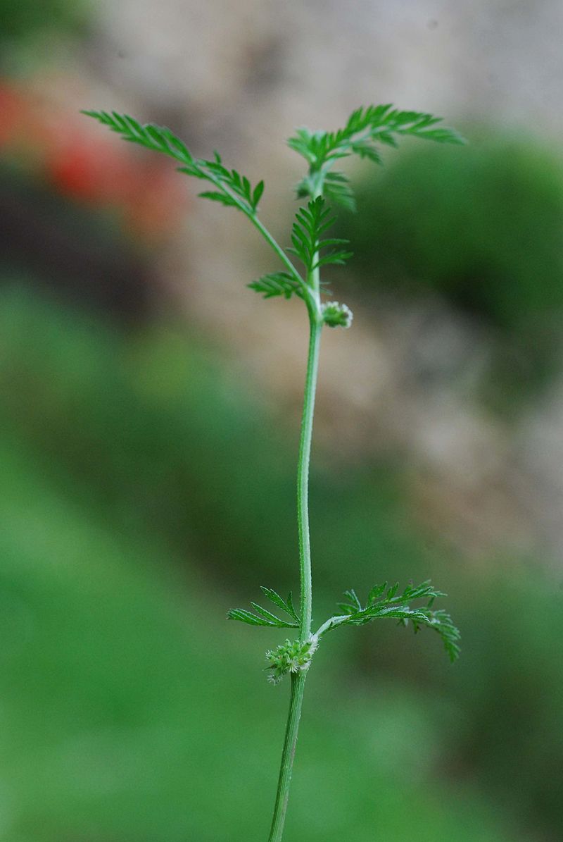 
          Le Torilis noueux (Torilis nodosa)