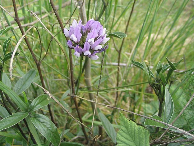 
          Le Trèfle bitumineux (Bituminaria bituminosa)