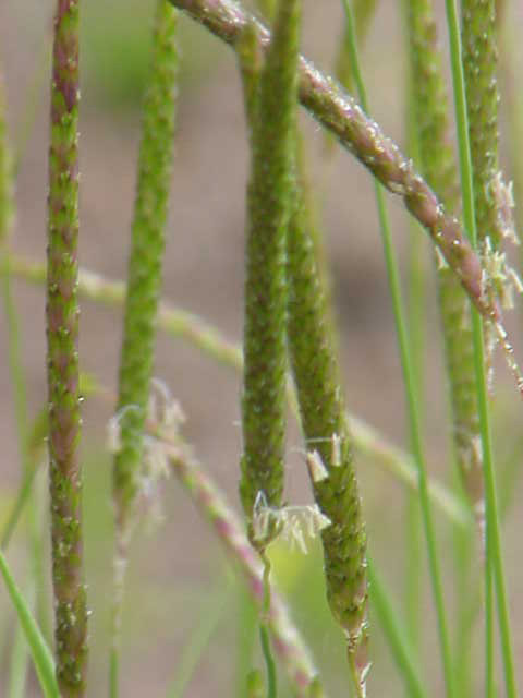 
          Vulpin des champs (Alopecurus agrestis)