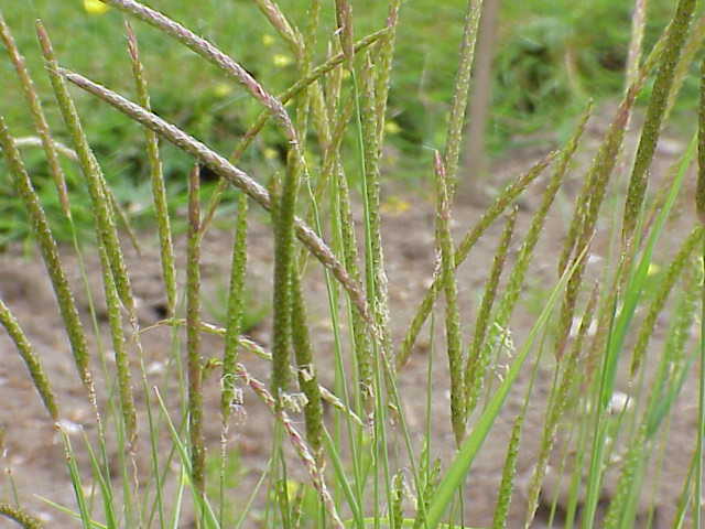 
          Vulpin des champs (Alopecurus agrestis)