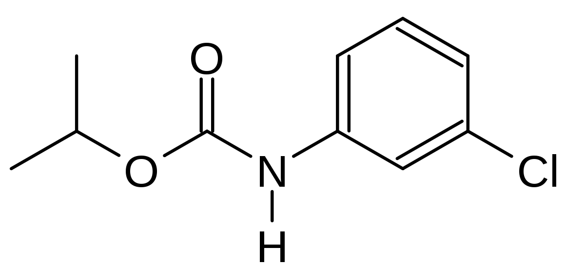 
          Chlorprophame - Un  anti-germinatif