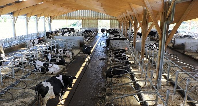 
            La chaleur sur les vaches: Les signes à observer