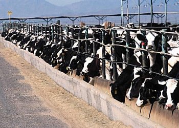 
            L’équilibre alimentaire des animaux