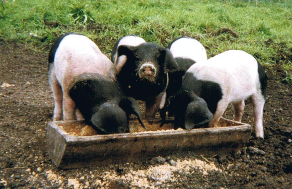 
            Alimentation animale/ L’équilibre écologique
