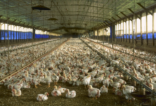 
            Autres aliments constitutifs de la ration animale