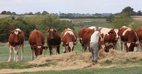 
            L’alimentation des bœufs et des génisses de race à viande