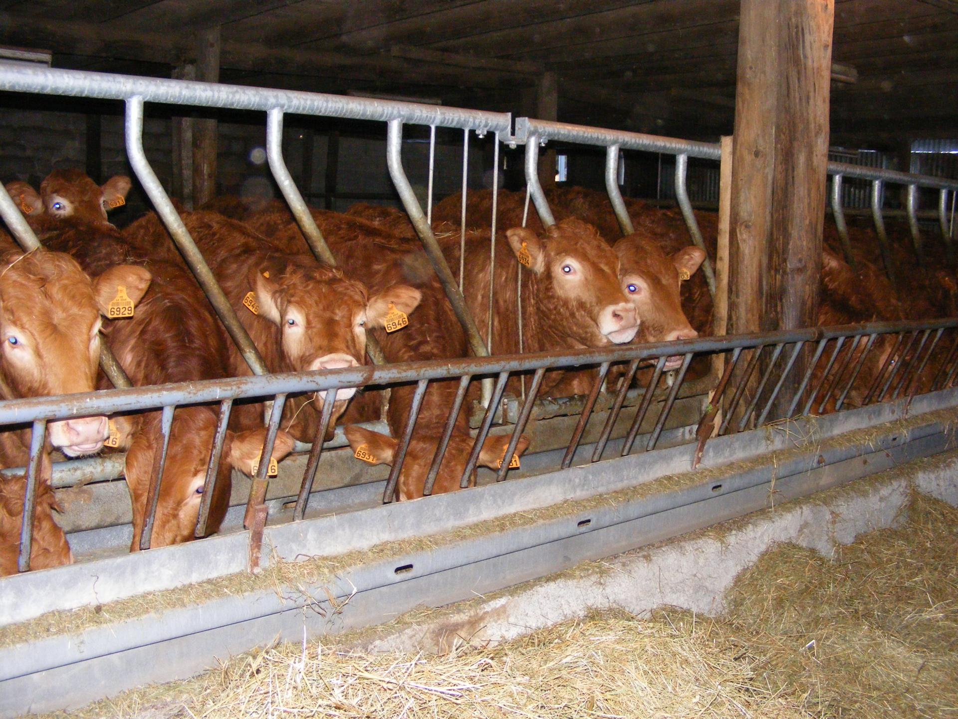 
            Alimentation hivernale des vaches