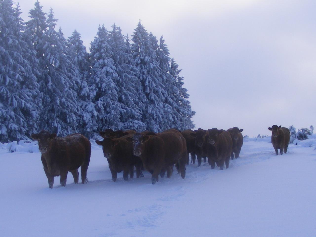 
            Alimentation hivernale des génisses
