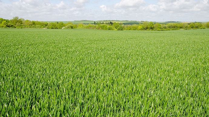 
            Comment conduire un blé semé au printemps ? 