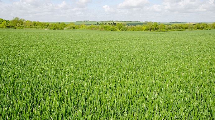 
            Blé semé au printemps: Choisir une variété adaptée à la date de semis