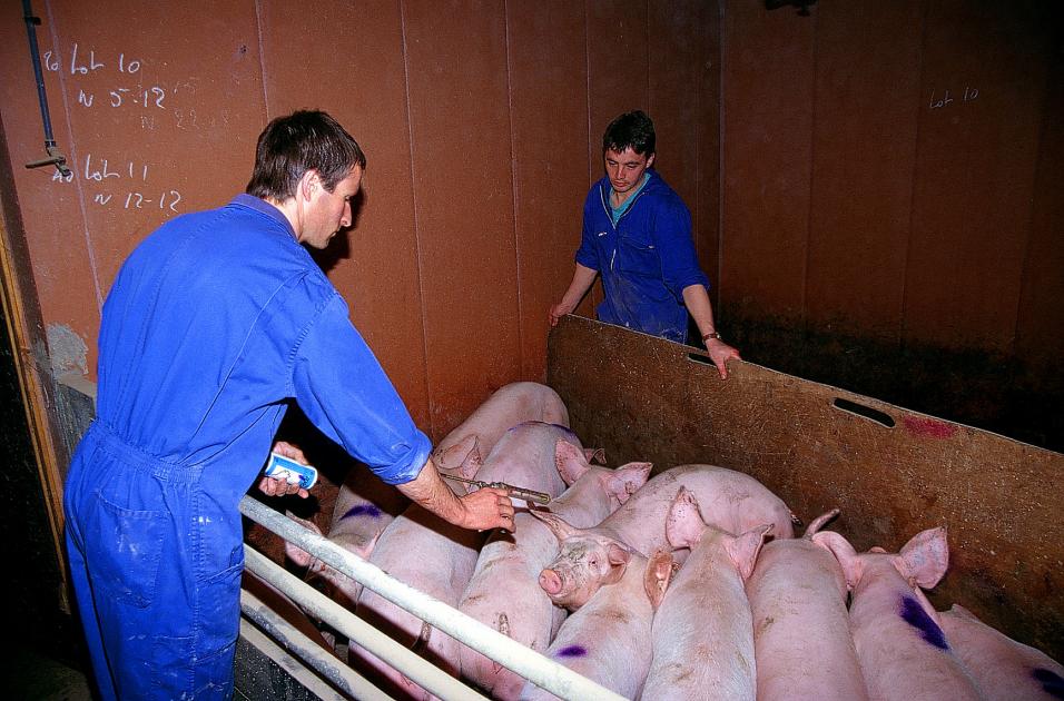 
           Covid-19 : organiser le travail en élevage de porcs en période d’épidémie 
