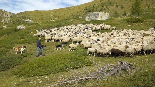 
          Pas de calmants pour les brebis stressées par les attaques de prédateurs