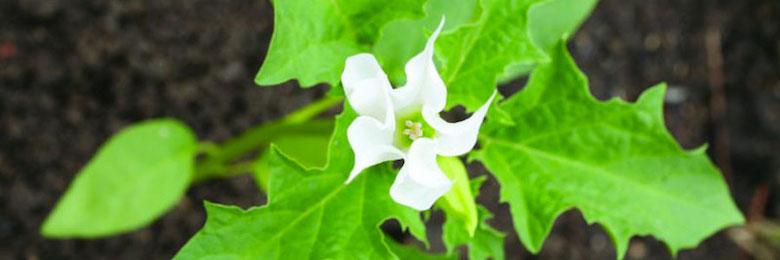 
          Datura stramoine, une adventice toxique et invasive des cultures de maïs